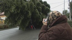 Mária (97) zasadila jedli před 40 lety. Darovala ji na vánoční strom