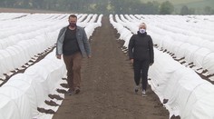 Kvůli epidemii chybí v zemědělství pracovníci. Sklizeň je letos v ohrožení