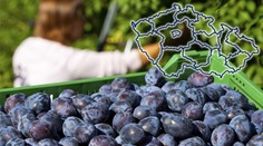 SAMOSBĚR ŠVESTEK: Plný košík za pár korun! PŘEHLED