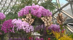 Čínské ulice hrají všemi barvami. V Šanghaji probíhá květinová výstava