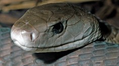Protijed zabral! Muž, kterého uštkla mamba, už je při vědomí