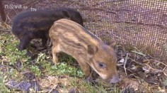 VIDEO: Divočák se zamiloval do domácí prasečí dámy. Mají trojčata
