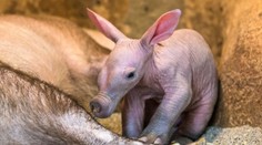 Malý hrabáč se v pražské zoo již předvádí před návštěvníky! FOTO
