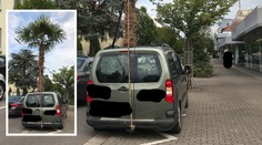 Čeho jsou řidiči schopní? Tenhle machr zkoušel převézt obří palmu!