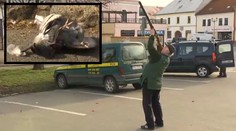 Drastické záběry: V Českém Brodě stříleli holuby! Padali mezi chodce