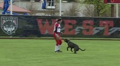 VIDEO: Tenhle pes šílí po rukavicích! Podívejte se, jak narušil zápas softbalu