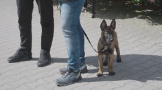 Štěně čeká v Česku tvrdý výcvik. V Africe má odhalovat pašovaná zvířata