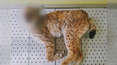 Policie řeší mrtvého rysa na Šumavě. Mohl ho zabít projíždějící vlak