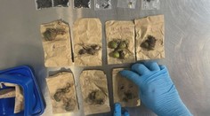 Čtyři Češi čelí v Brazílii obvinění z pašování rostlin. V kufrech vezli chráněné kaktusy