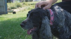 Pejskaři se bouří proti chemickým postřikům. Psům prý způsobují problémy