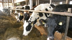 Nesnesitelný zápach zamořil vesnici na Moravě, zalily ji výkaly