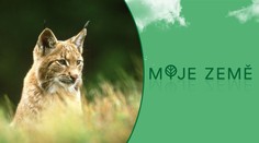 Tato zvířata z volné přírody zmizela, vědcům se ale podařilo je vrátit zpět
