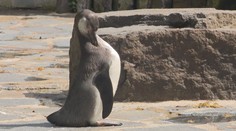 Zázrak v pražské zoo. Mládě tučňáka vyhodili z hnízda, chovatelé ho zachránili