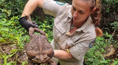 V Austrálii našli obří ropuchu, mohlo by jít o rekordní exemplář