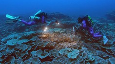 Umělecké dílo na dně oceánu. U Tahiti objevili vzácný nedotčený korálový útes