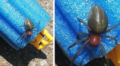 Rodina na zahradě objevila zápřednici jedovatou. Vlezla batoleti do bazénku