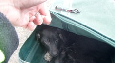 Která zrůda to udělala? Našli 8 štěňat v pytli a kufrech!
