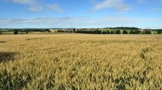 Farmář z Gazy našel 4500 let starou sošku. Představuje bohyni lásky, krásy a války