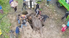 Záchranu malého slůněte považují za malý zázrak. Roční mládě vytáhli plošinou