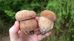 Malé, ale rostou. Václavovi se podařilo najít houby i po dvoutýdenním suchu