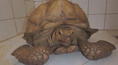 V obci Pořín se zatoulala obří želva, strojvedoucí kvůli ní zastavil vlak