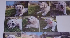 Velký podvod se štěňaty labradorů. Dvojici naletěly stovky lidí