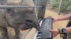 Tomu neuvěříte! Nosorožec hraje na klavír skladby, které si zamilujete