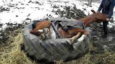 Kůň uvízl v pneumatice. Hasiči ho vyřezávali půl hodiny