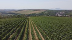 Degustace, při níž na vás dýchne historie. Objevte krásy moravského vinařství