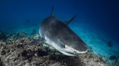 V Jadranu se objevil obří žralok. Kroužil kolem chorvatské lodi plné turistů