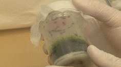 Průlom v léčbě klíšťové encefalitidy! Čeští vědci možná našli lék