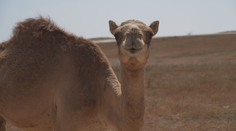 Útěk před zimou: Meteoroložka popsala, jaké počasí si užijete na dovolené v Ománu