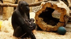 Další přírůstek v pražské zoo! Matka slavné gorily Moji je březí