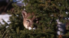 Pozor, ze zooparku utekla dospělá puma! Lidé by neměli chodit ven