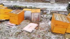 Vandal poničil třicet úlů, včelař vypsal odměnu za jeho dopadení!