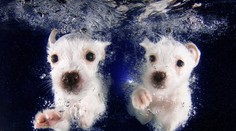 Maximální roztomilost: Štěňátka poprvé v bazénu! VELKÁ GALERIE