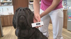 Veterináři v pohotovosti. Rostou obavy z šíření vztekliny mezi psy