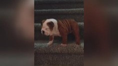 Štěně bojuje se schody, je z toho hit internetu: VIDEO