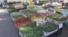 Zahrádkáři vyrážejí pro inspiraci. V Havlíčkově Brodě začala výstava