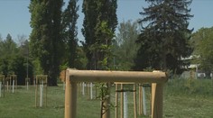 České Budějovice mají první městský sad. Kompenzuje vykácené stromy