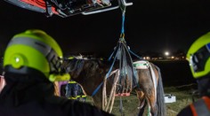 Práce všeho druhu. Hasiči zvedli zraněnou kobylu pomocí speciální sítě