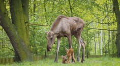 VIDEO: V chomutovské zoo se narodila losí dvojčátka