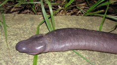 V Brazílii našli hada, který vypadá jako penis