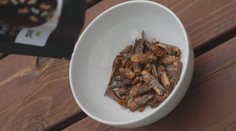 Červi s parmazánem nebo cvrčci v chilli. O jedlý hmyz roste zájem