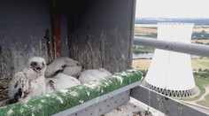 Sokoli se uhnízdili na stavbách ČEZu, společnost teď spolupracuje s ornitology