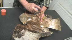 Pondělní bouřky zaměstnaly také veterináře. Zraněno je velké množství ptáků