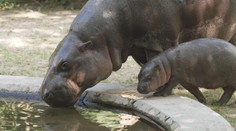 Už dělá první krůčky. Návštěvníci zoo mohou sledovat jedinečného hrošíka