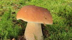 Houbařská sezóna právě vrcholí! Rostou i hřiby. A ne málo!