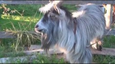VIDEO: Koza se zvláštním nadáním