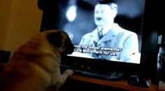 Muž naučil psa hajlovat. Teď si u soudu vyslechl trest. VIDEO